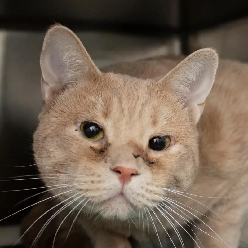 A young large-sized male Domestic Short Hair cat named Oliver Tree for adoption in Middletown, RI
