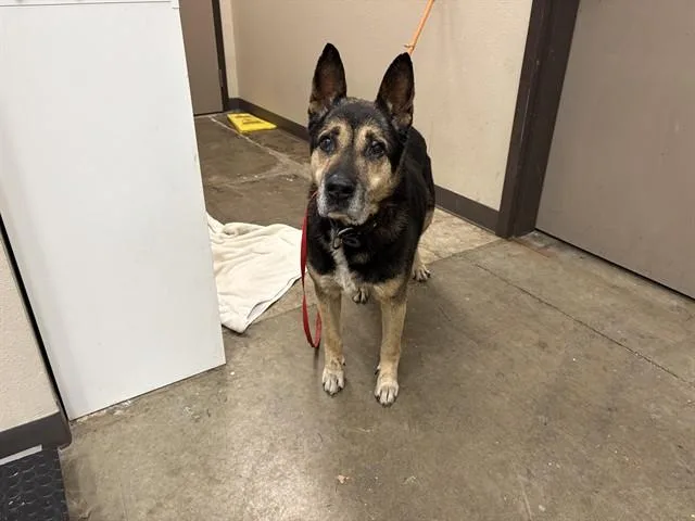 An adult large-sized male German Shepherd Dog dog named Prieto for adoption in Ontario, CA