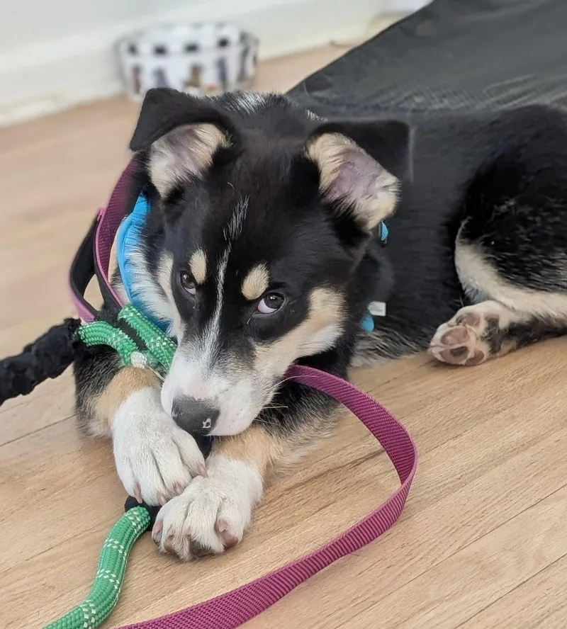 Stevie Nicks thumbnail 2