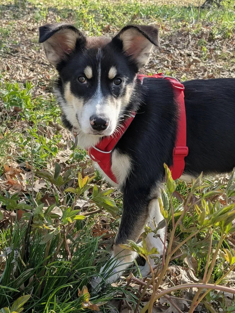 Stevie Nicks thumbnail 3