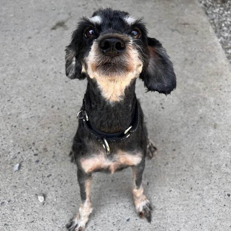 An adult medium-sized female Black Mixed Breed dog named Mocha for adoption in Fairport, NY