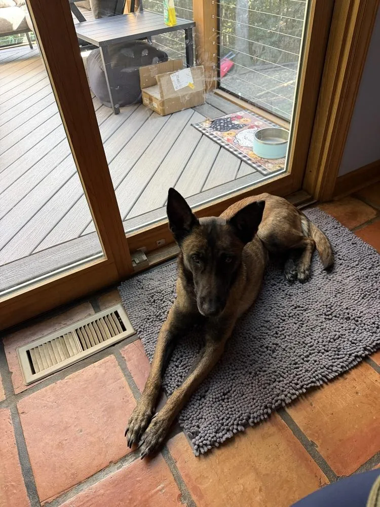 An adult medium-sized female Tricolor (Brown, Black, & White) Belgian Shepherd / Malinois dog named Loosey Located in for adoption in Imlay City, MI