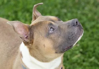 A young medium-sized male Brown / Chocolate Mixed Breed dog named Michi for adoption in Hamilton, OH