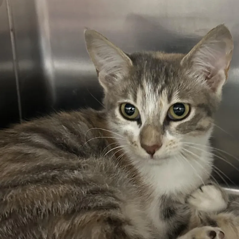 A baby small-sized female Domestic Short Hair cat named Stair stepper for adoption in Corbin, KY