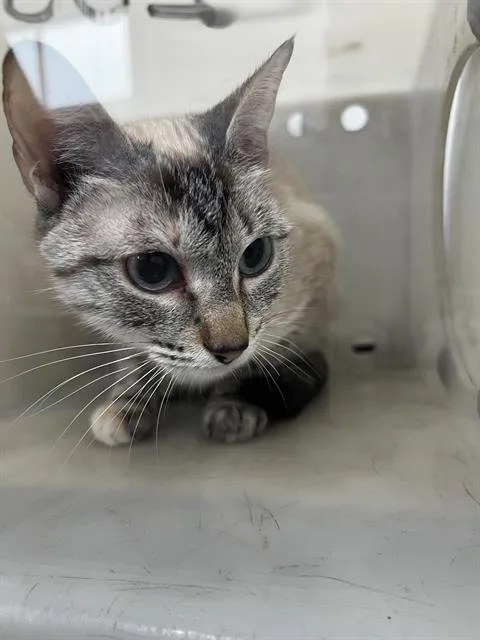 An adult medium-sized female Domestic Medium Hair cat named Titi for adoption in Dallas, TX