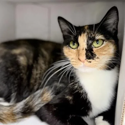 An adult small-sized female Black Domestic Short Hair cat named Chex Mix for adoption in Atlanta, GA