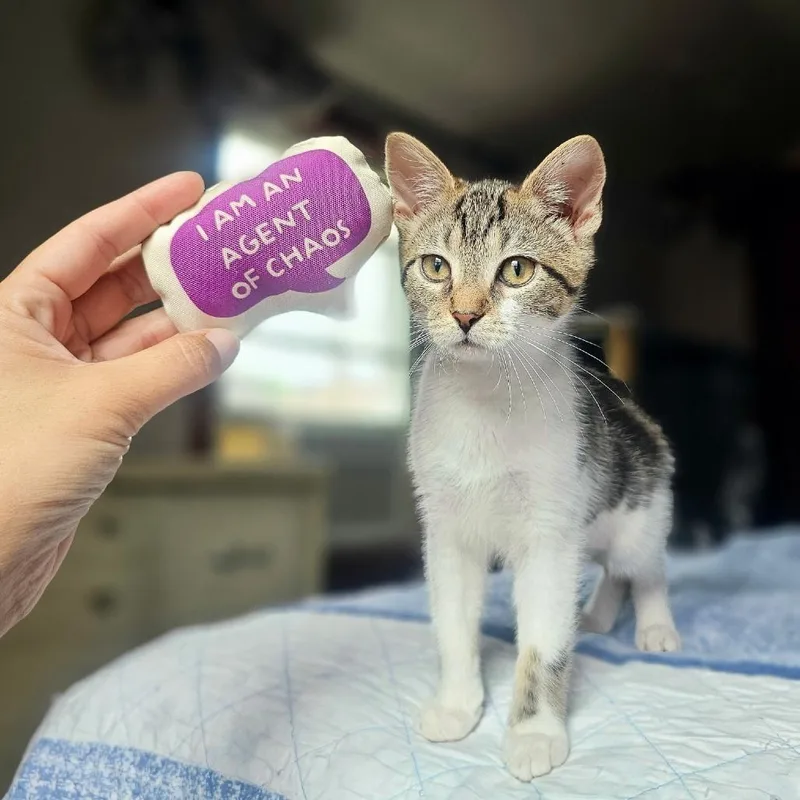 A baby small-sized female Brown / Chocolate Domestic Short Hair cat named Chicken Noodle Soup for adoption in Gibsonia, PA