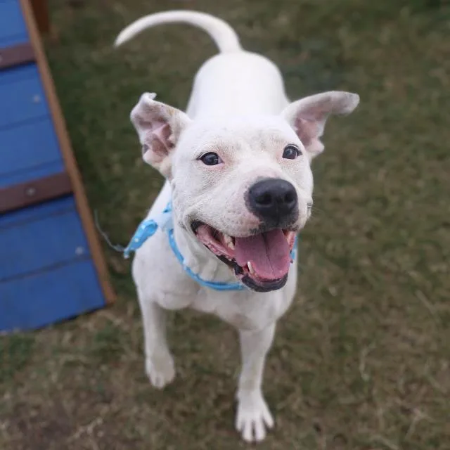 A young medium-sized female American Staffordshire Terrier dog named Sabine for adoption in San Antonio, TX