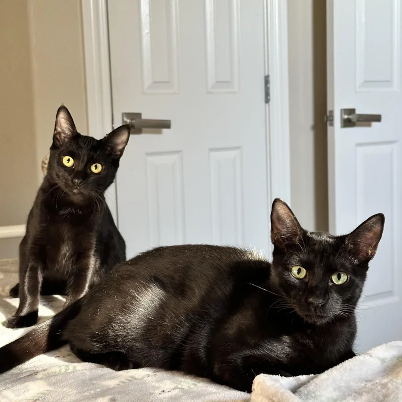 Wednesday thumbnail 3