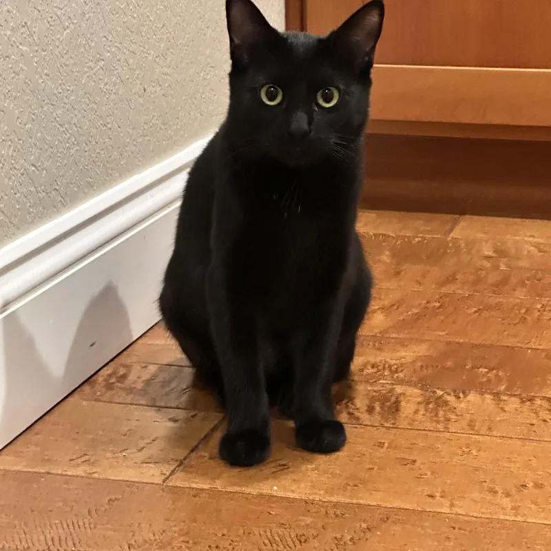 Wednesday thumbnail 4