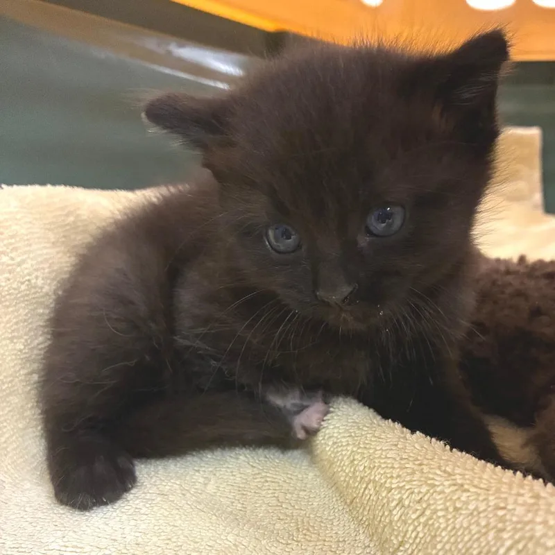 A baby small-sized male Black Domestic Short Hair cat named Little foot for adoption in Oak Park, IL