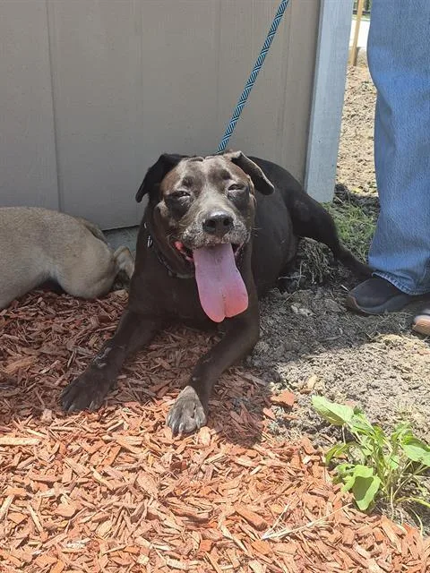 An adult large-sized male Labrador Retriever dog named Java for adoption in San Antonio, TX