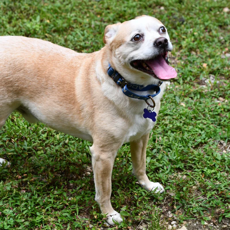 Pringles thumbnail 3