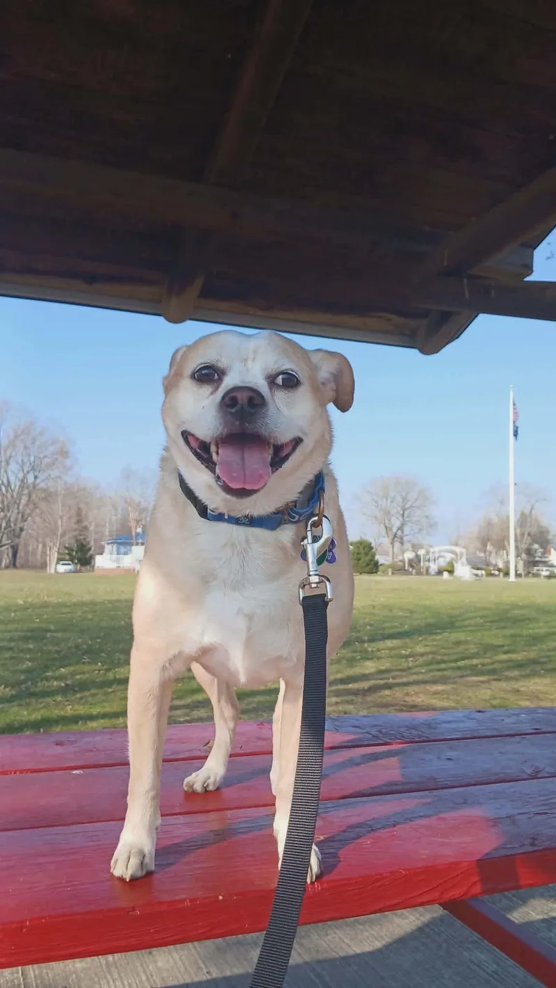 An adult medium-sized male Yellow / Tan / Blond / Fawn Chihuahua dog named Pringles for adoption in Elkton, MD