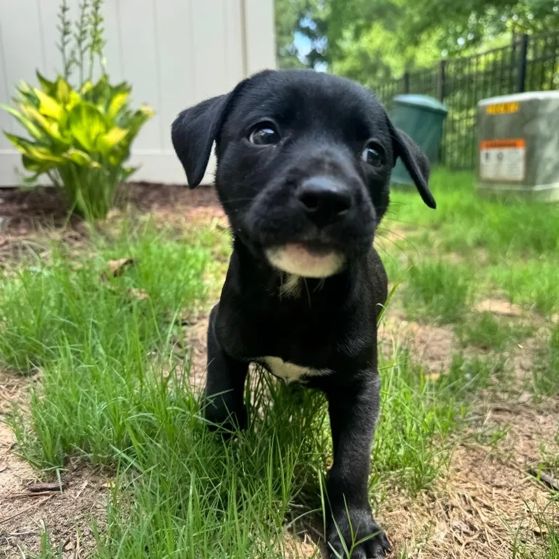 A baby medium-sized male Black Pit Bull Terrier dog named Dan for adoption in Durham, NC