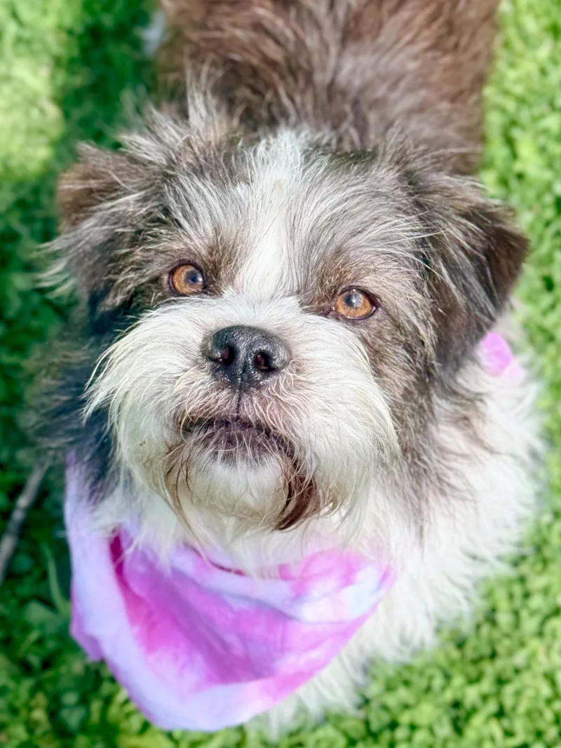 An adult medium-sized female Terrier dog named Margorita for adoption in Louisville, KY