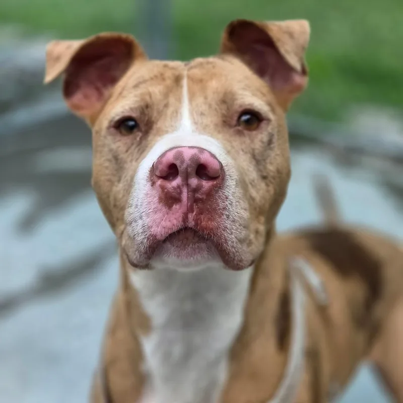 A young medium-sized male White / Cream Mixed Breed dog named Lowkey for adoption in Red House, WV