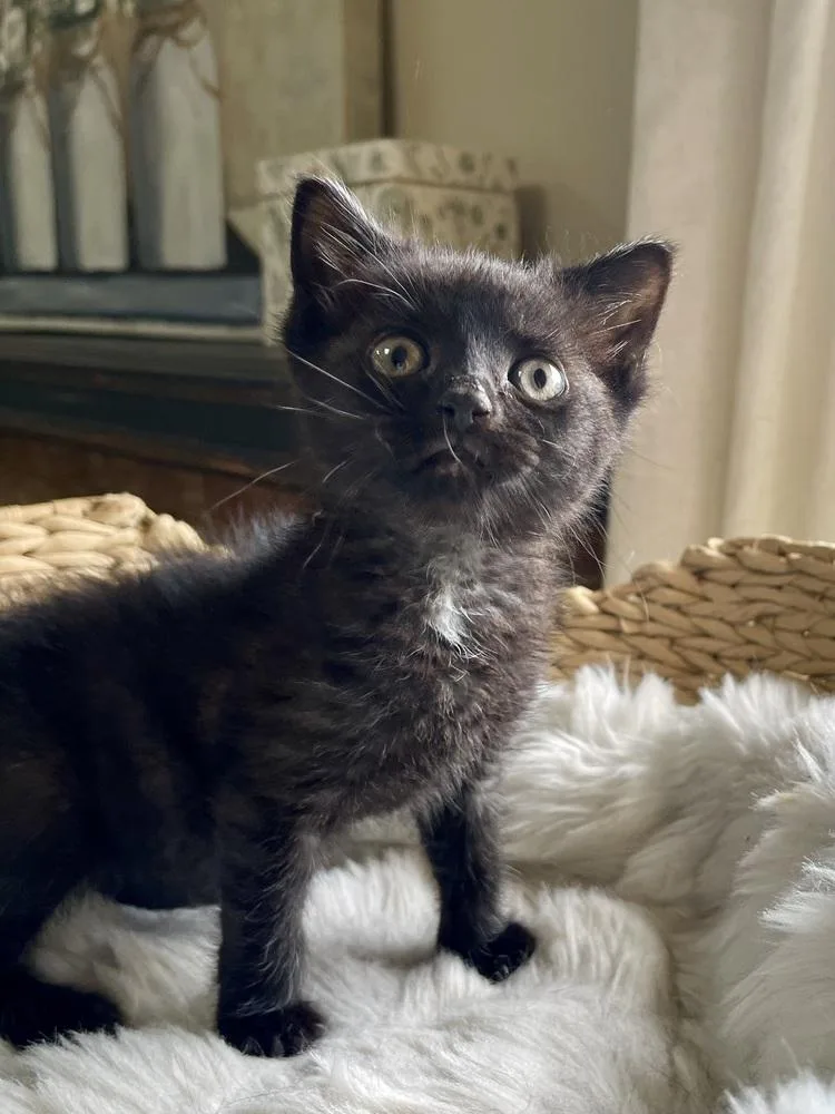 A baby small-sized male Black & White / Tuxedo Domestic Short Hair cat named Rascal for adoption in Virginia Beach, VA