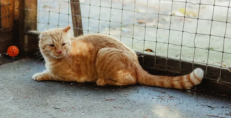 Maverick thumbnail 2