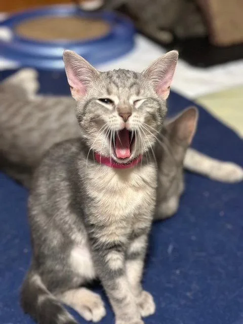 A young medium-sized female Gray & White Domestic Short Hair cat named Clover for adoption in Rochester, NY