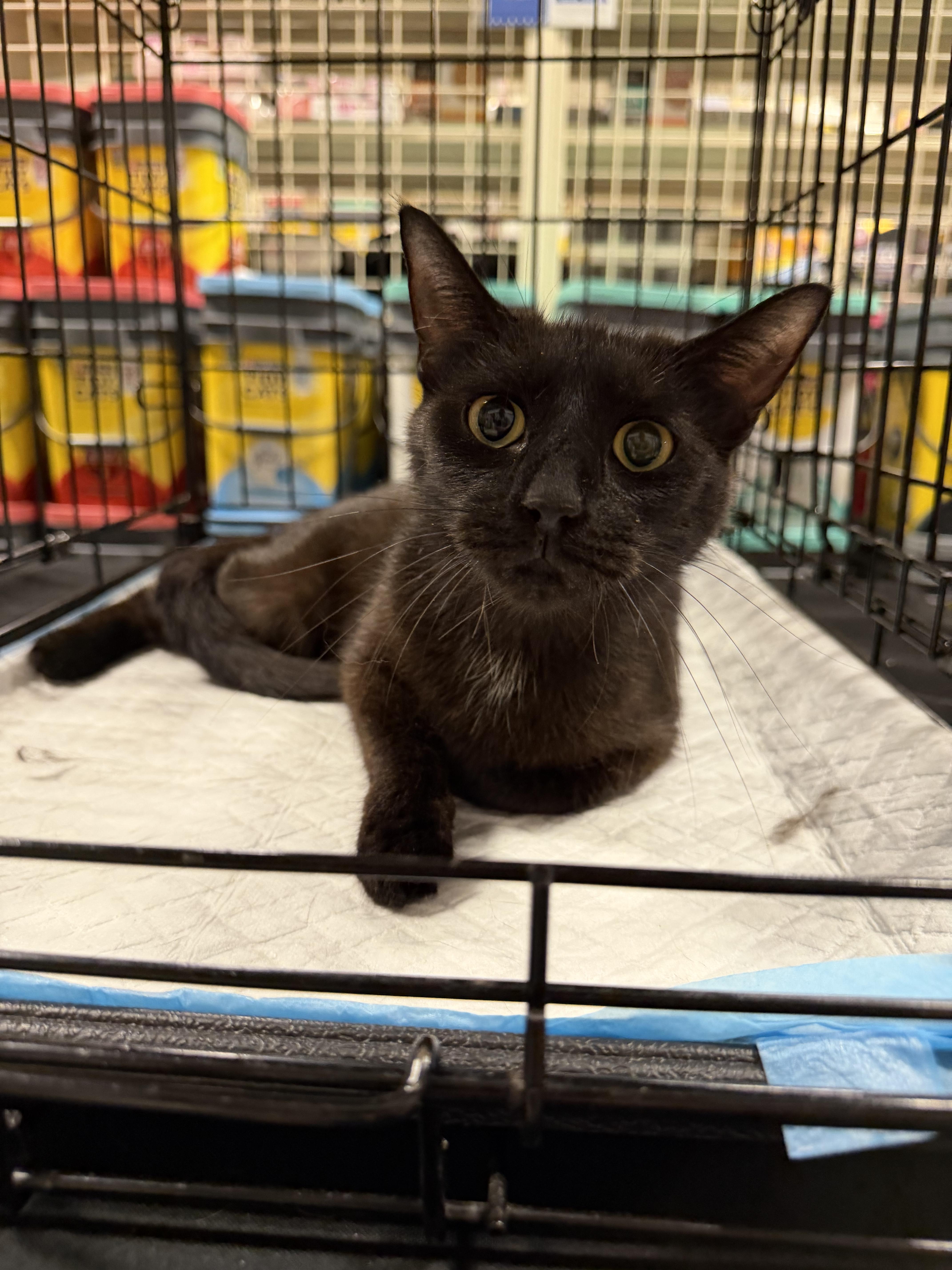 An adult medium-sized female Black Domestic Short Hair cat named Lucy for adoption in Simpsonville, SC