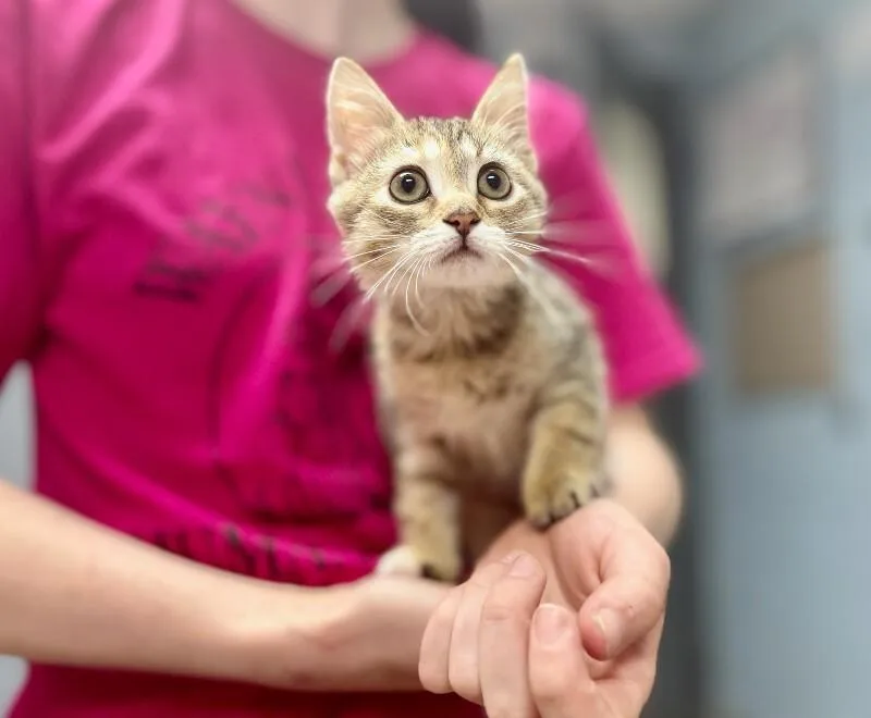 A young medium-sized female Domestic Short Hair cat named Fiona for adoption in Wooster, OH
