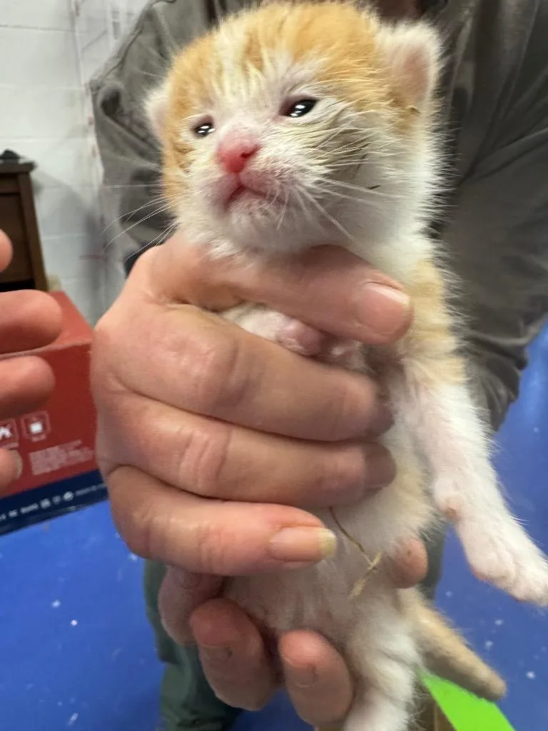 A baby medium-sized male Domestic Short Hair cat named Archie for adoption in Johnson City, TN