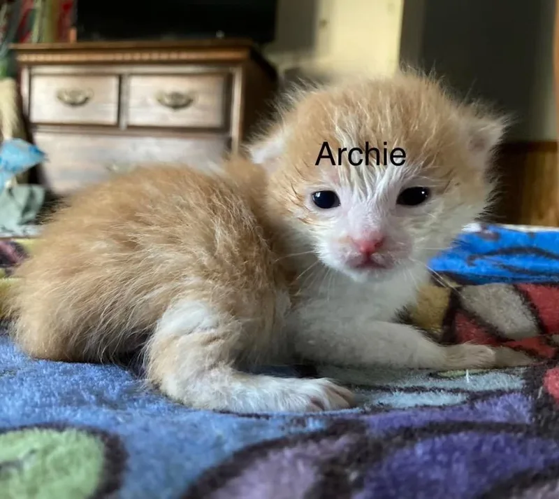 Archie thumbnail 2
