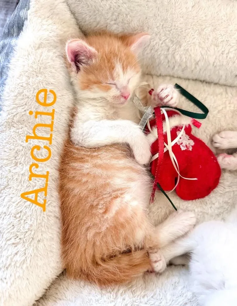 Archie thumbnail 3