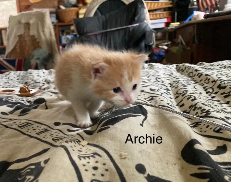 Archie thumbnail 4