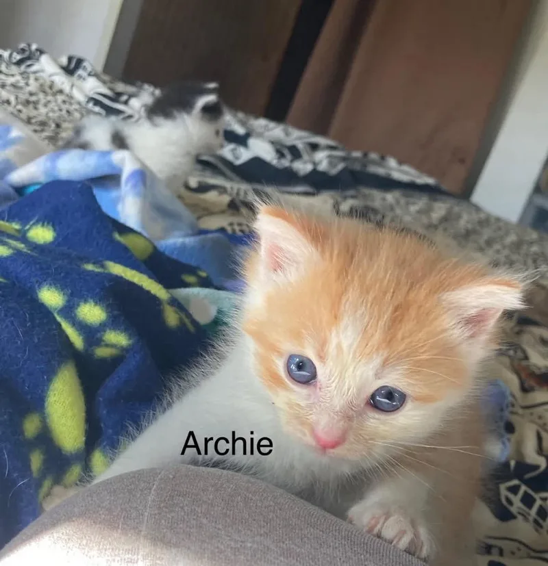 Archie thumbnail 5