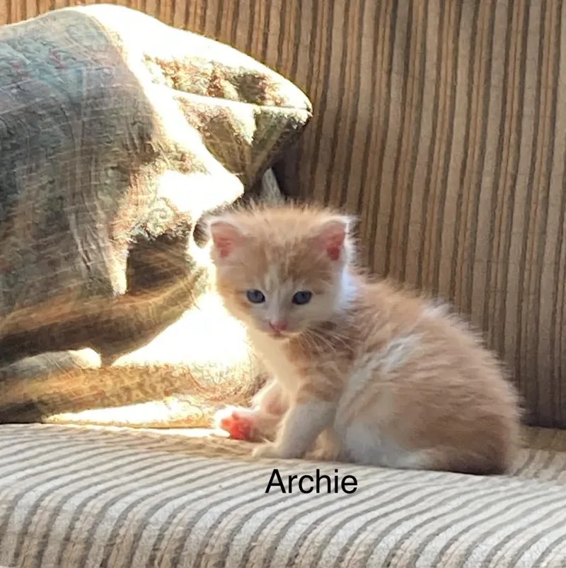 Archie thumbnail 6