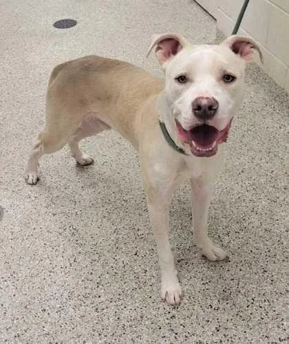 An adult large-sized male Yellow / Tan / Blond / Fawn Pit Bull Terrier dog named Falcor for adoption in Kansas City, MO