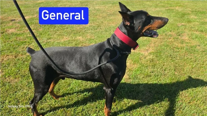 TT General
