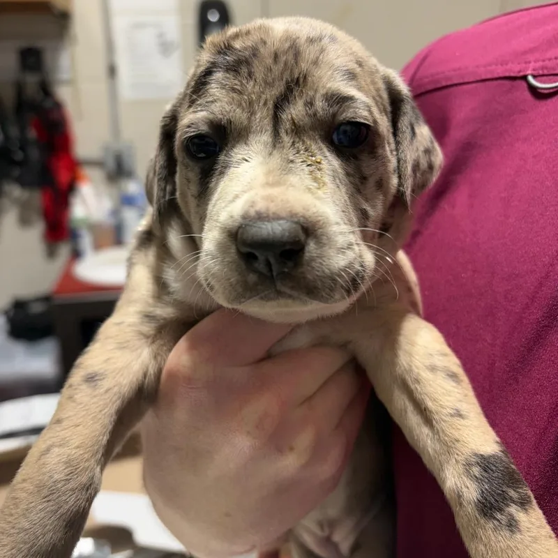 A baby small-sized female Brown / Chocolate Mixed Breed dog named Lavender for adoption in Milton, FL