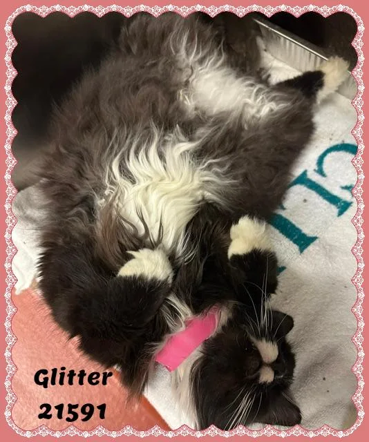 Glitter thumbnail 6