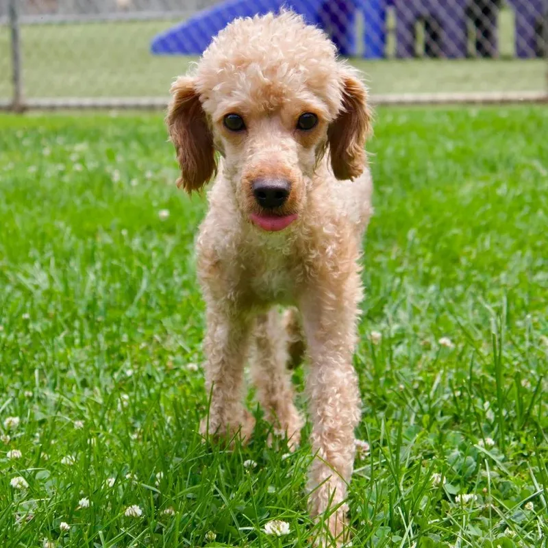 A young medium-sized male Poodle dog named Quincy for adoption in Godfrey, IL