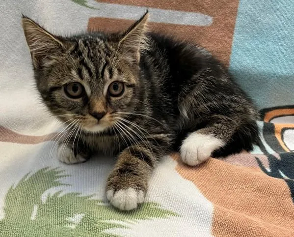 A baby small-sized male Domestic Short Hair cat named Damian for adoption in Staten Island, NY