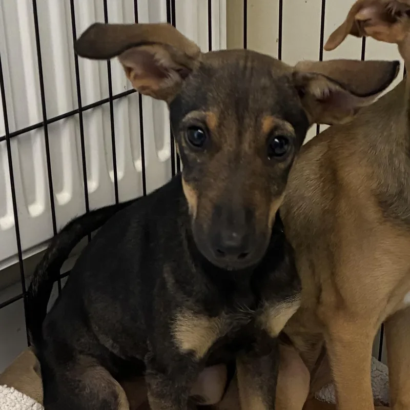 A baby medium-sized female Doberman Pinscher dog named Polly for adoption in Danville, VT