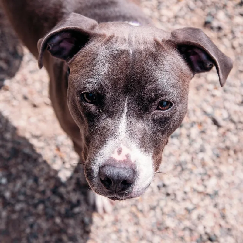 An adult medium-sized female Gray / Blue / Silver Mixed Breed dog named Salsa for adoption in West Olive, MI
