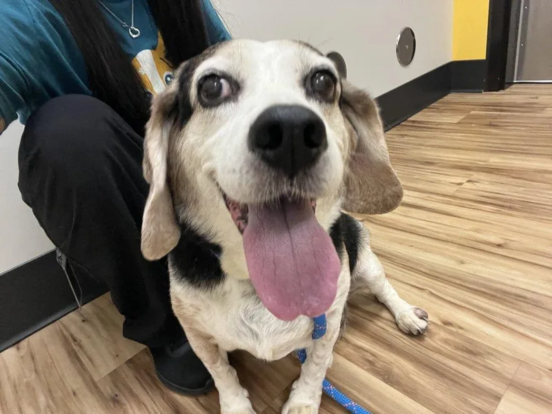 A senior medium-sized male Tricolor (Brown, Black, & White) Mixed Breed dog named Opie for adoption in Raleigh, NC