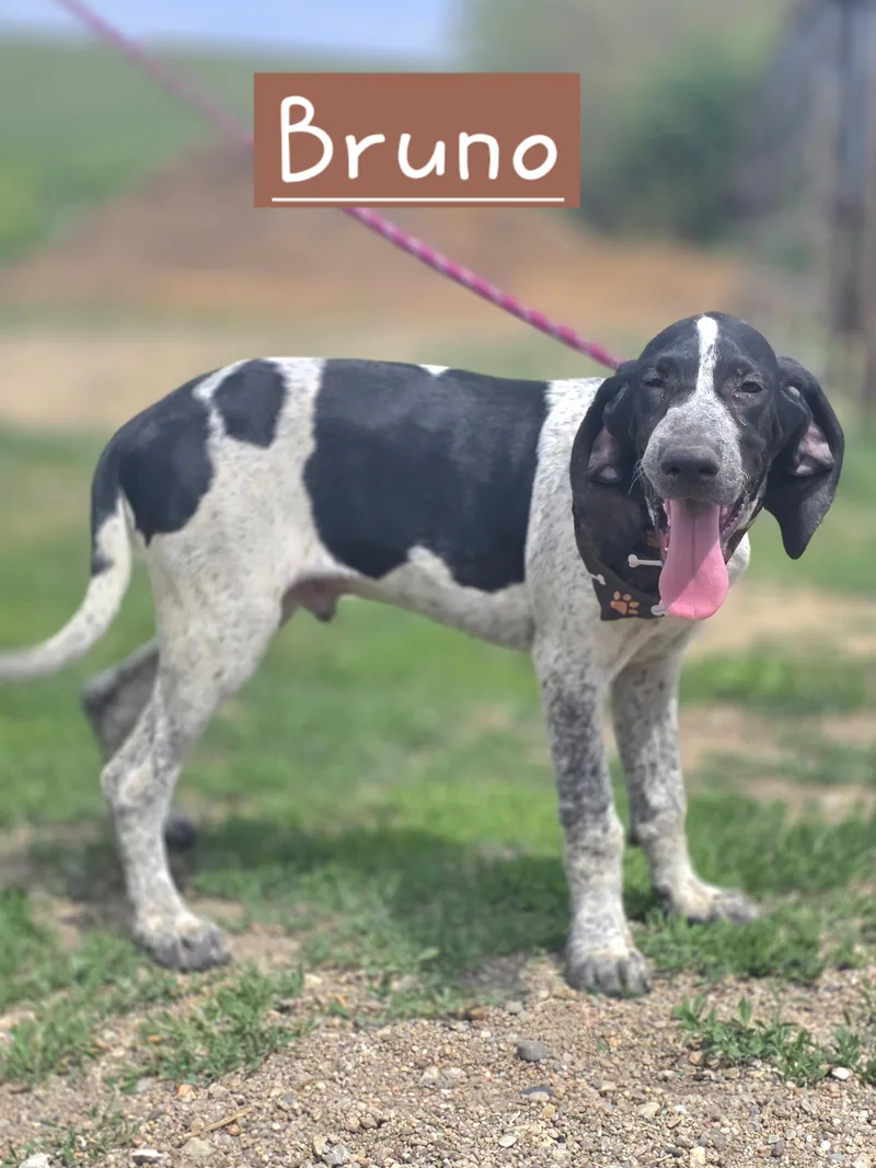 A baby large-sized male Bluetick Coonhound dog named Bruno for adoption in Walthill, NE