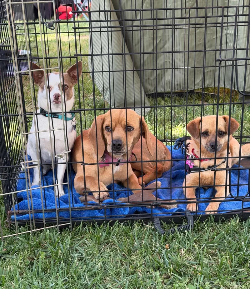 An adult small-sized female Golden Beagle dog named Molly for adoption in Beavercreek, OR