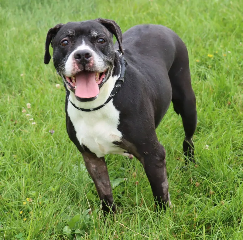 A senior medium-sized female Black Pit Bull Terrier dog named Grand for adoption in Euclid, OH