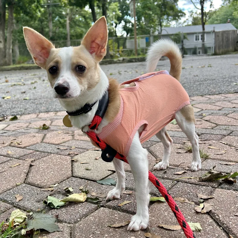 An adult small-sized female Chihuahua dog named Goldfish for adoption in Huntington, NY