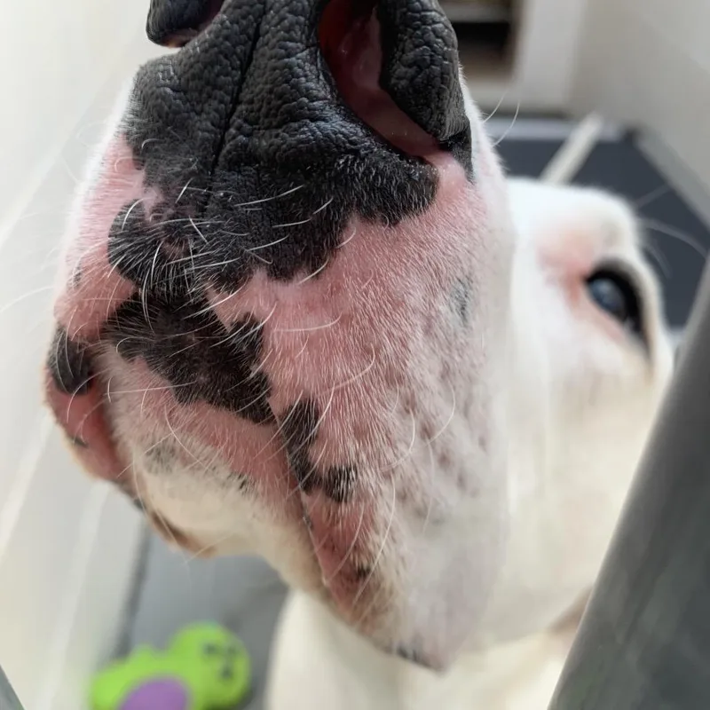 An adult large-sized female Brown / Chocolate Great Dane dog named Fiona Sophia for adoption in Reno, NV