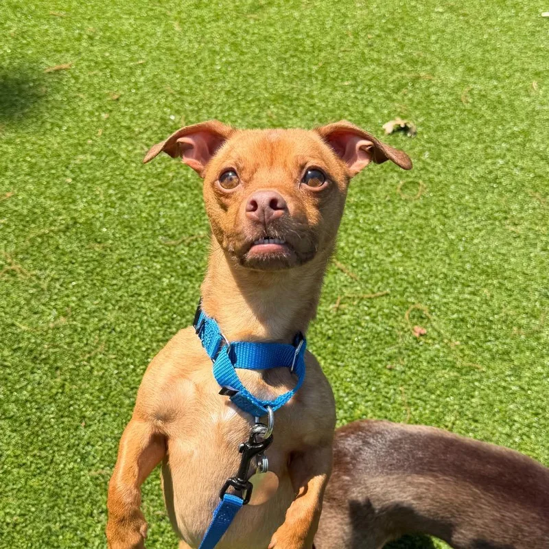 An adult small-sized male Golden Yorkshire Terrier dog named Naan for adoption in Warwick, RI