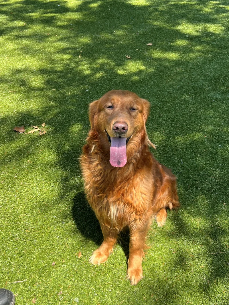 An adult large-sized male Red / Chestnut / Orange Golden Retriever dog named Max for adoption in Port Washington, NY