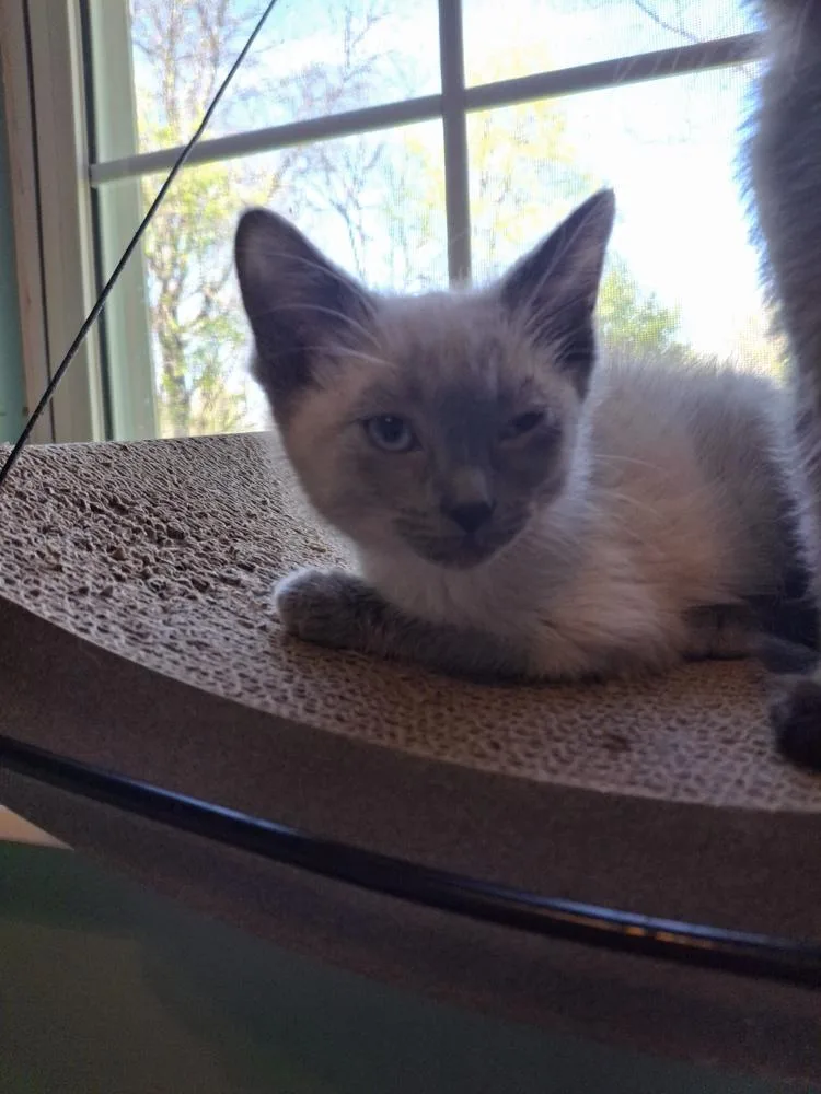 A baby small-sized female Domestic Short Hair cat named Brioche G. for adoption in Peoria, IL