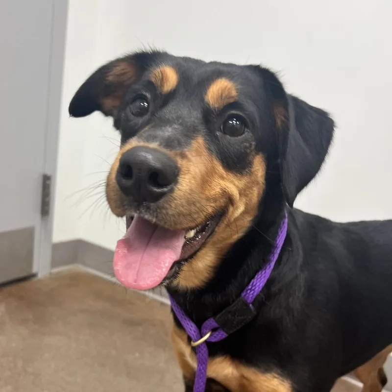 A young medium-sized female Black Mixed Breed dog named Kimchi for adoption in Chattanooga, TN